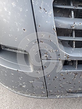 Lovebugs smashed on bumper