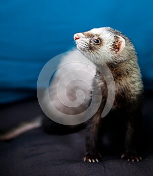 Loved skulk coloured ferret on the balcony smiling and cleaning its pelt happily