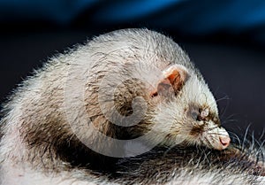 Loved skulk coloured ferret on the balcony smiling and cleaning its pelt happily