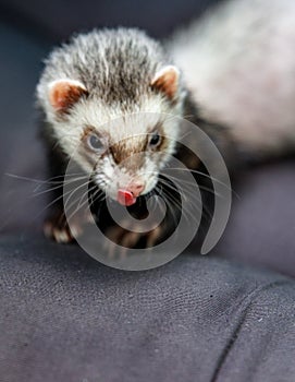 Loved skulk coloured ferret on the balcony smiling and cleaning its pelt happily