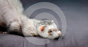 Loved skulk coloured ferret on the balcony smiling and cleaning its pelt happily