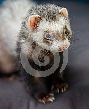 Loved skulk coloured ferret on the balcony smiling and cleaning its pelt happily