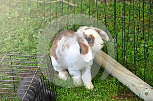 loveing domstic rabbits in two colors sitting in the garden.