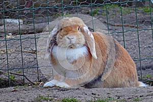 Loveing domstic rabbits in white and brown colors sitting in the garden.