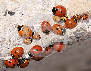 A Loveliness of Ladybugs