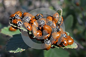 A loveliness of ladybugs on a leaf photo