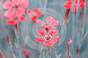 Lovely abstract background with tiny pink flowers. Soft focus photo.