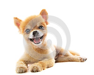 Lovely acting of pomeranian puppy dog isolated white background