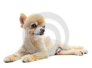 Lovely acting of pomeranian puppy dog isolated whtie background