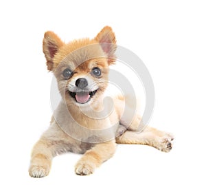 Lovely acting of pomeranian puppy dog isolated whtie background