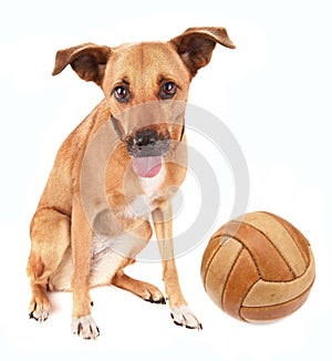 Lovely adopted mongrel dog with ball for soccer pet toy