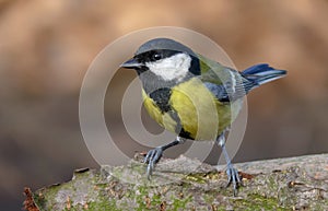 Lovely adult Great tit sits on a lichen bark snag