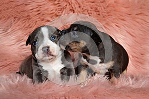 Lovely american bully cub kissing his sibling