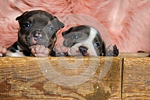 Lovely American bully cubs looking forward
