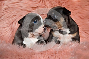 Lovely American bully puppies comforting and kissing