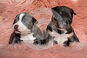 Lovely american bully puppies looking away confused