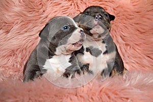 Lovely American bully puppies looking away and waiting