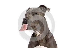 Lovely amstaff puppy sticking out tongue and looking away