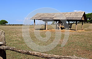 Stable in the safaripark  of national park Brioni, Croatia photo