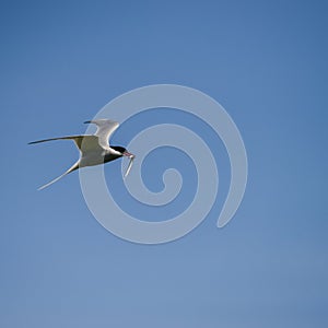 Lovely Arctic Tern Sterna Paradisaea in flight in blue sky