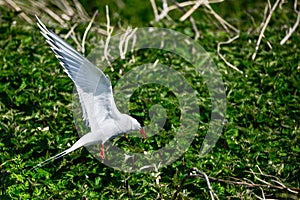 Lovely Arctic Tern Sterna Paradisaea in flight in blue sky