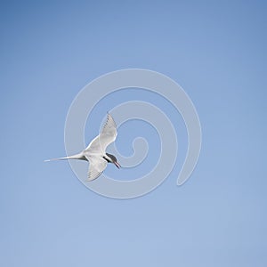 Lovely Arctic Tern Sterna Paradisaea in flight in blue sky