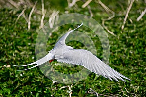 Lovely Arctic Tern Sterna Paradisaea in flight in blue sky