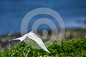 Lovely Arctic Tern Sterna Paradisaea in flight in blue sky