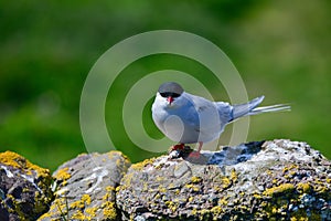 Lovely Arctic Tern Sterna Paradisaea peched on wall in bright Sp