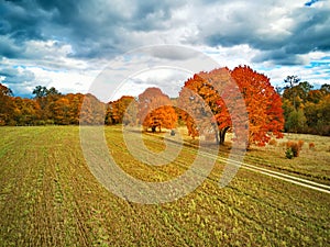 Lovely autumn rural scene. Old park with red maples trees