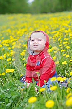 Lovely baby age of 8 months among dandelions