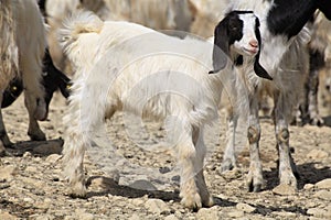 Lovely baby goat