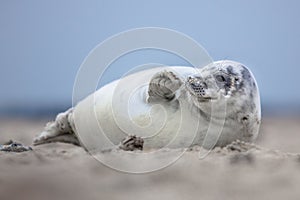 Lovely baby harbor seal