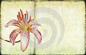 Lovely background image