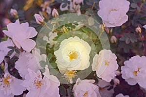 Lovely background made of white dog rose flowers