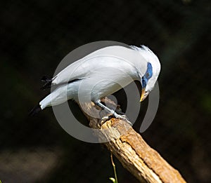 Lovely Bali Myna Leucopsar rothschildi, native to Bali, Indonesia