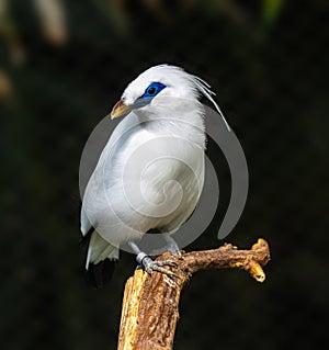 Lovely Bali Myna Leucopsar rothschildi, native to Bali, Indonesia