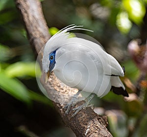 Lovely Bali Myna Leucopsar rothschildi, native to Bali, Indonesia