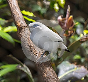 Lovely Bali Myna Leucopsar rothschildi, native to Bali, Indonesia