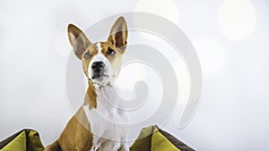 Lovely Basenji puppy dog at white wall background. Wide. Flares.