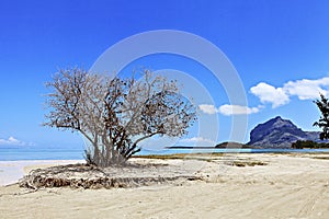 Lovely beach on mauritius island