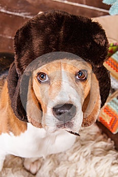 Lovely beagle dog in hat with ear flaps sits and looks to camera on New Year Eve, portrait close-up