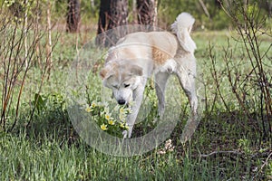A lovely beautiful Japanese Akita Inu sniffs flowers of yellow snowdrops in the forest in spring among grass and trees.