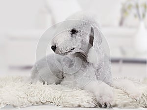 Lovely Bedlington Terrier dog lying on a fur rug