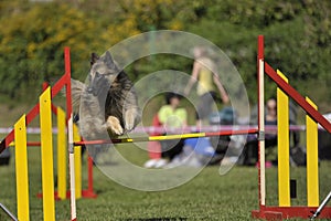 Lovely Belgian shepherd - Tervueren jumping on agility competition