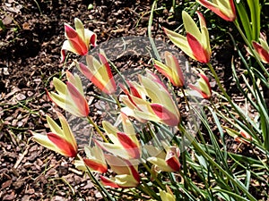 Lovely bi-coloured pale yellow flowers delicately flamed rose-red of the lady tulip (Tulipa clusiana) \'