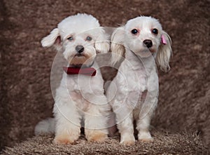 Lovely bichon couple with red and pink bowties sitting