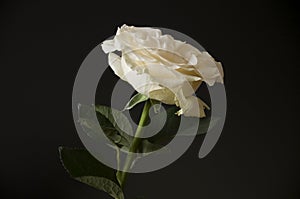 Lovely big creamy white flower rose on the black background. Green leaves and thorns. Still life. Contrast with lights and shadows