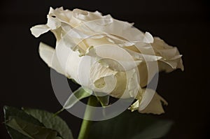 Lovely big creamy white flower rose on the black background. Green leaves and thorns. Still life. Contrast with lights and shadows