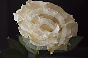 Lovely big creamy white flower rose on the black background. Green leaves and thorns. Still life. Contrast with lights and shadows